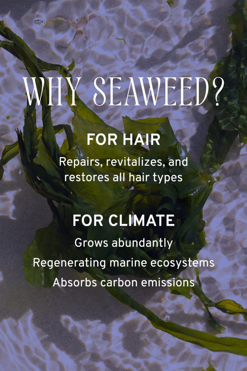 Seaweed 1000x1500 11feee1e 5611 436f 9bc5 e75154ac3db2