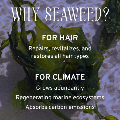 Seaweed 1000x1500 3d0f7190 95ec 456a 8928 08a4eb051278